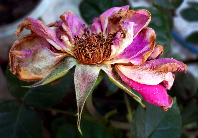 2.1 rs-wiltedflower 302859 8995