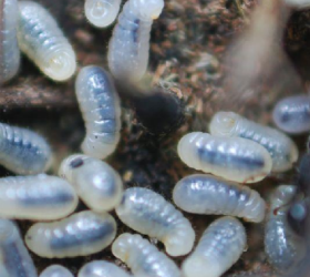 ant larva