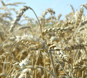 harvesting wheat