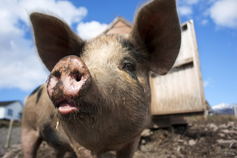 11.22 rs-piggyupclose 1278054 24831710