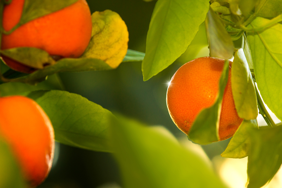 12.3 rs-tangerinesontree 1404836 64040177