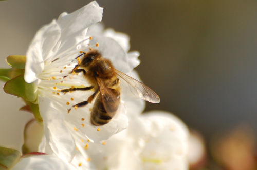 13.4 honeybee