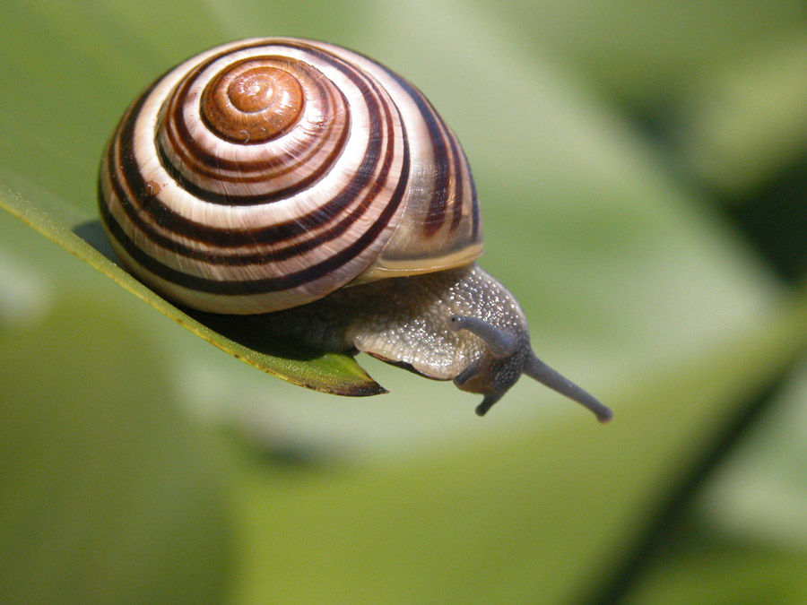 13.4 rs-snail 346713 9518