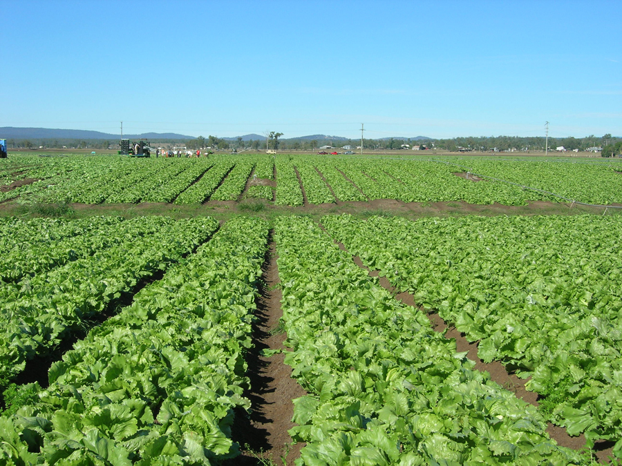 13.11 rs-lettuce 1192146 64753729