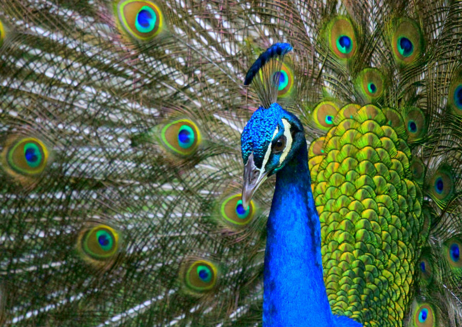 15.25 rs-peacockcloseup1 1400727 94821727