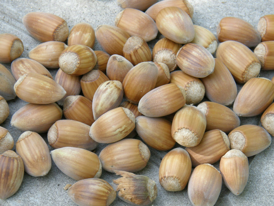 16.11 rs-nuts 1140320 89916446