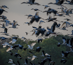 birds of a feather