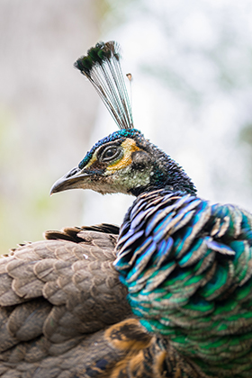 proud as a peacock