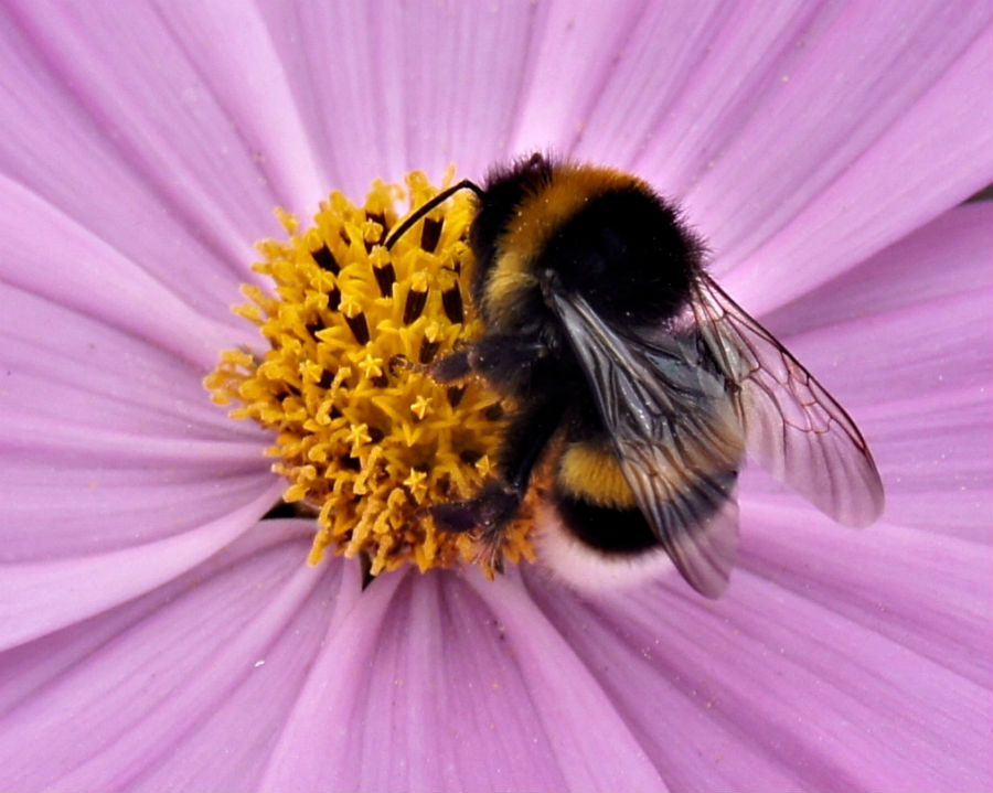 19.15 rs-bumblebee 1441172 87477488