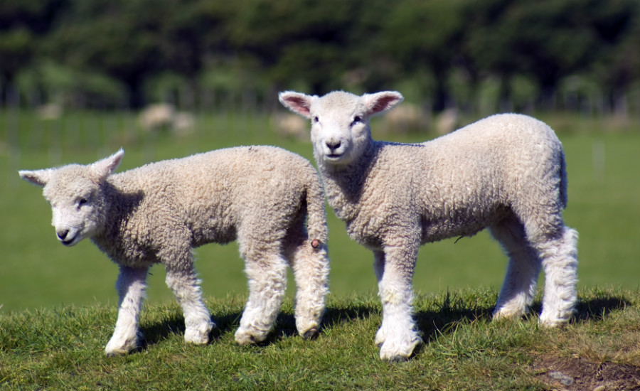 21.27 rs-babylamb 1228128 54195196