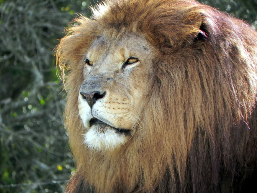 22.13 rs-leo 1364549 67295964