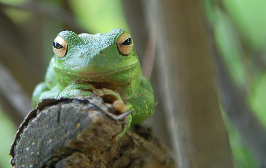 22.13 rs-morefrogs 1271166 49990274