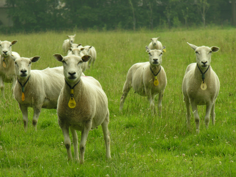 27.23 rs curioussheep rgb mggZwsG
