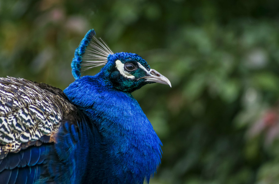 28.11 rs peacock rgb oG0ED4K
