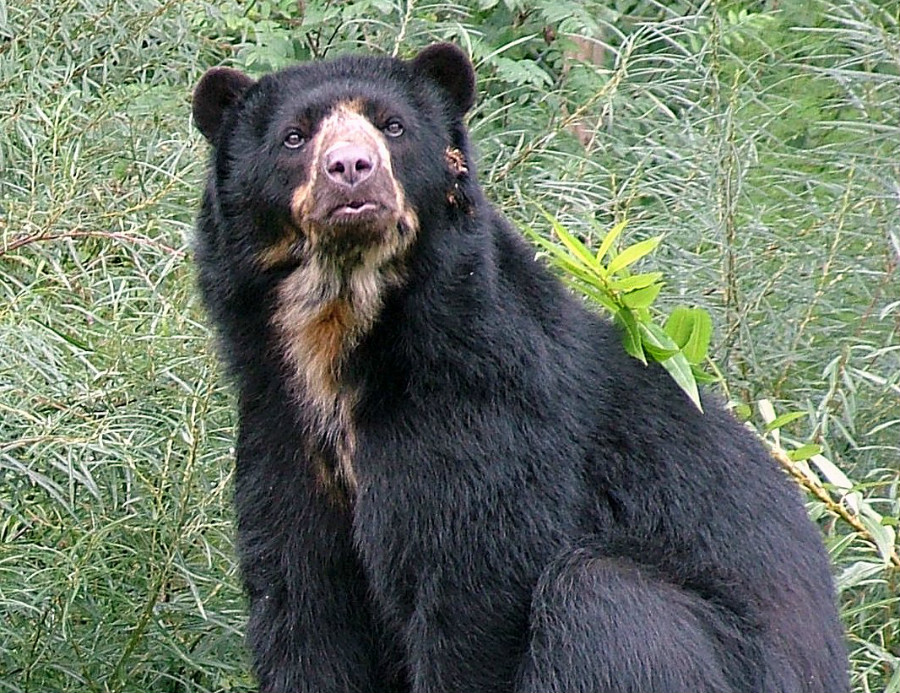 28.15 crs spectacled bear 1561333