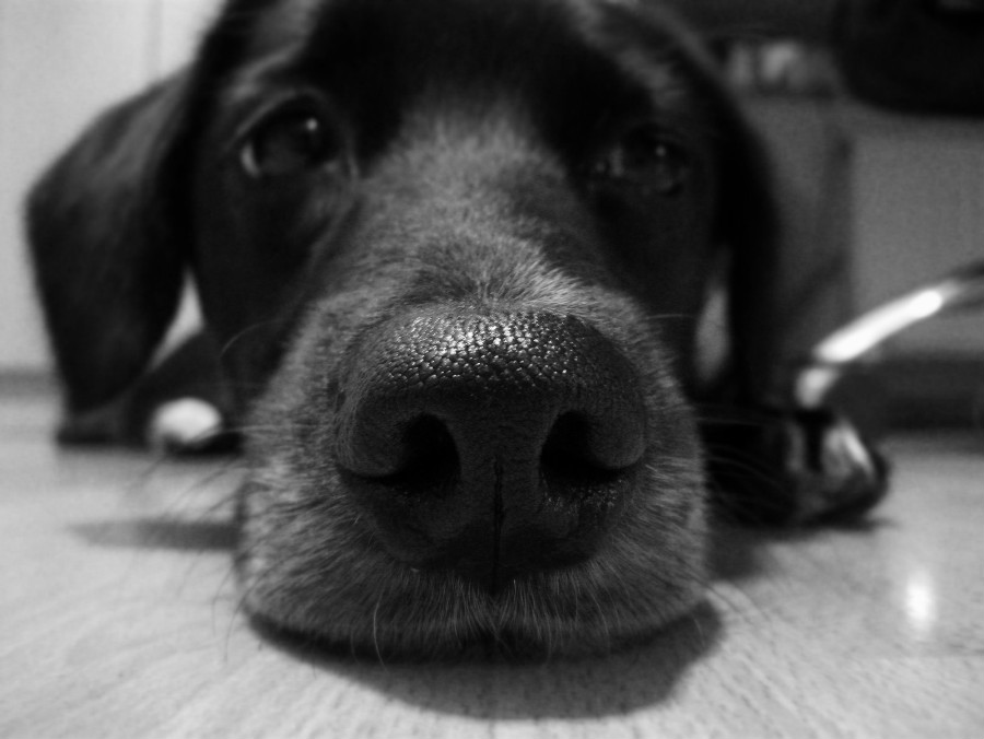 28.19 rs saddog 1238631 59654567