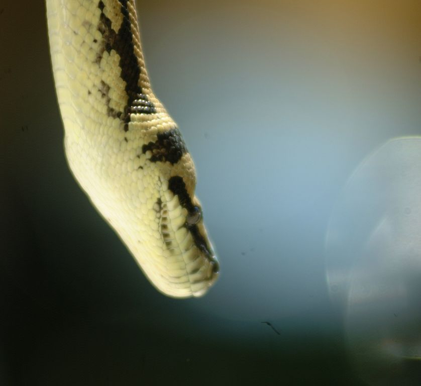 29.13 snake 1548207