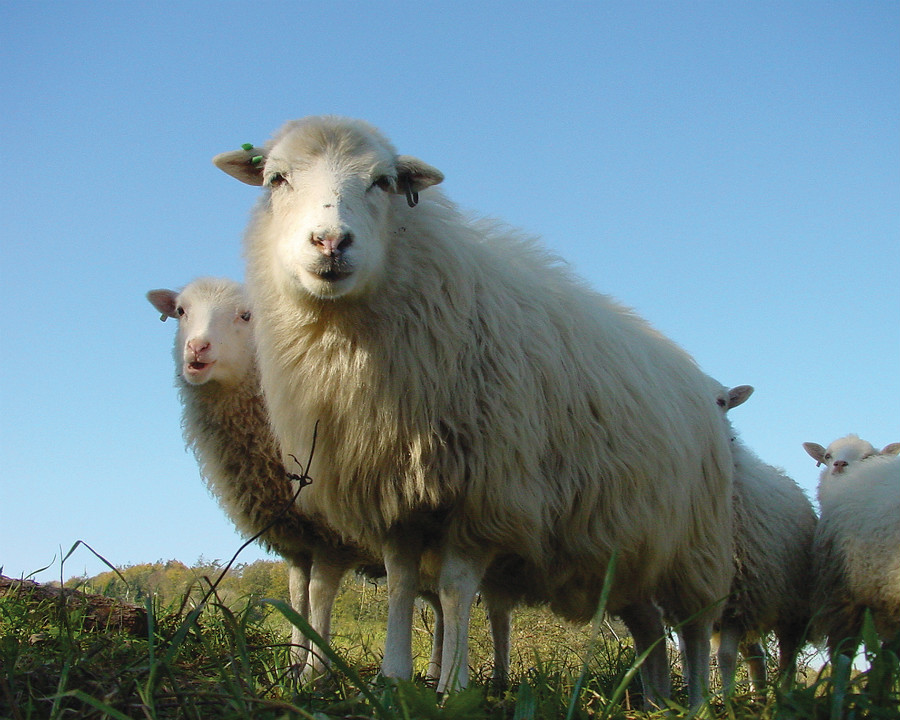 30.7 crs curious sheep 1398917 1920x1440