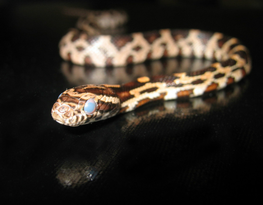 30.7 crs snake 1385290 1920x1440
